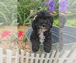 Small #1 Poodle (Toy)