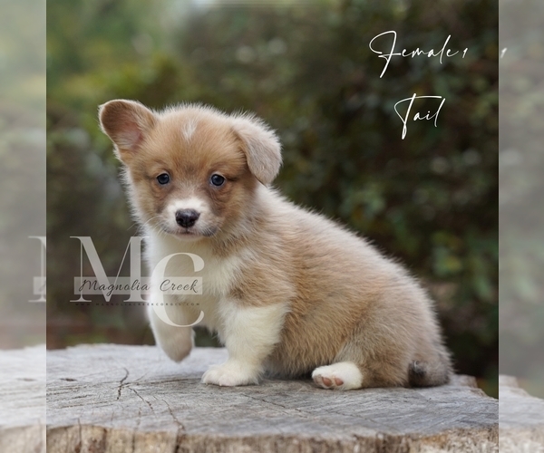 Medium Photo #6 Pembroke Welsh Corgi Puppy For Sale in FLORALA, AL, USA