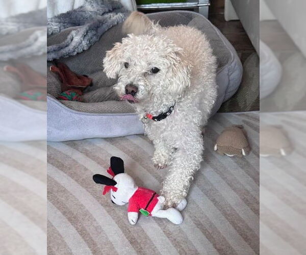 Medium Photo #7 Mutt Puppy For Sale in San Diego, CA, USA