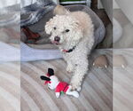 Small #6 Mutt