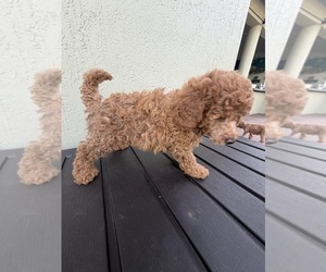 Medium Poodle (Miniature)