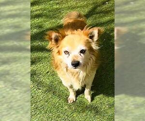 Rusty - Male Chiranian Dog for Adoption - Photo #2