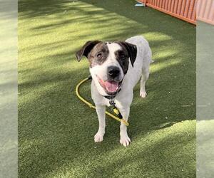 Mutt Dogs for adoption in Las Vegas, NV, USA