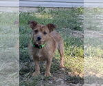 Small #2 Mutt