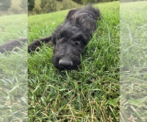 Labradoodle Puppy for sale in WILLIAMSTOWN, KY, USA