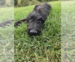 Image preview for Ad Listing. Nickname: Buddy