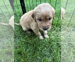 Small #1 Goldendoodle (Miniature)