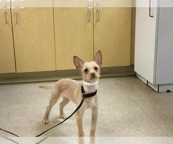 Medium Photo #1 Mutt Puppy For Sale in Riverside, CA, USA