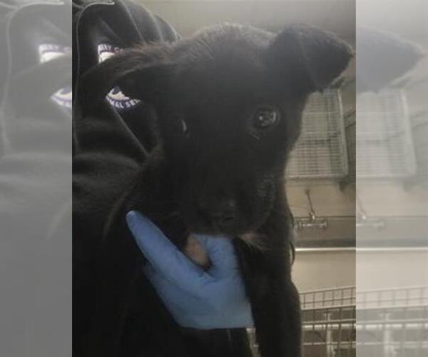 Medium Photo #1 Labrador Retriever-Unknown Mix Puppy For Sale in Conroe, TX, USA