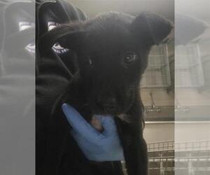 Labrador Retriever-Unknown Mix Dogs for adoption in Conroe, TX, USA