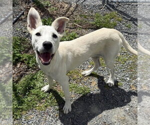 Annette - Female Labrador Retriever-Unknown Mix Dog for Adoption - Photo #2