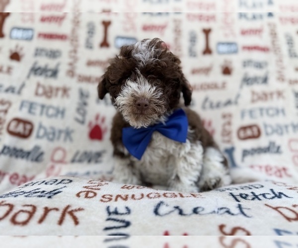 Medium Photo #3 Havapoo Puppy For Sale in LAKELAND, FL, USA