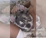 Small #6 French Bulldog