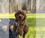 Small Photo #1 Goldendoodle (Miniature) Puppy For Sale in PELHAM, NC, USA