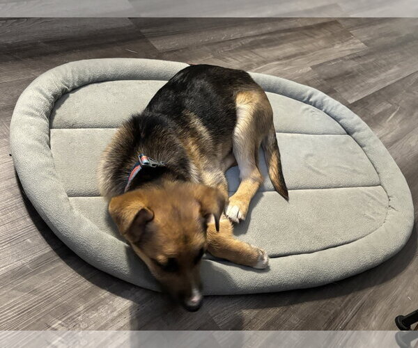 Medium Photo #9 Black Mouth Cur-German Shepherd Dog Mix Puppy For Sale in Holly Springs, NC, USA