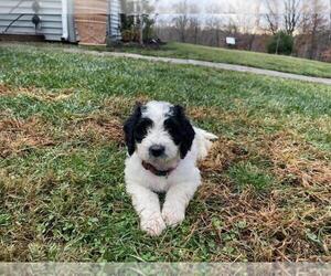 Bernedoodle Puppy for sale in COLUMBUS, IN, USA