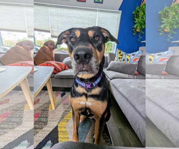 Medium Photo #9 Doberman Pinscher-Unknown Mix Puppy For Sale in Katy, TX, USA