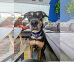 Small #8 Doberman Pinscher Mix