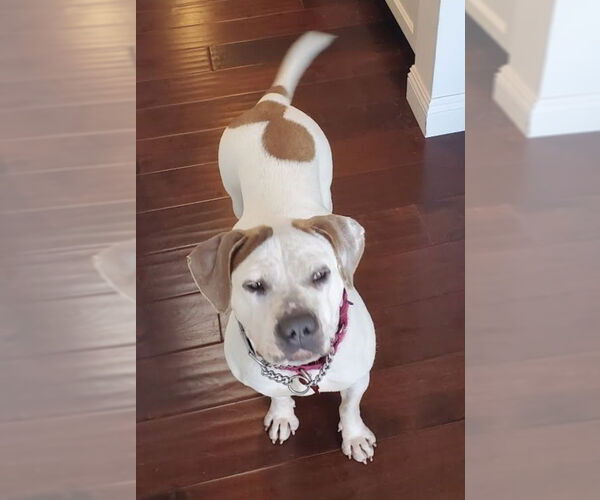 Medium Photo #20 Bulloxer Puppy For Sale in Lake Forest, CA, USA