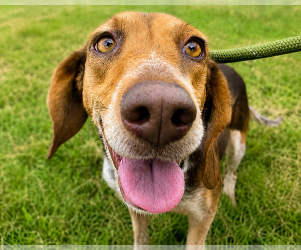 Medium Photo #2 Beagle Puppy For Sale in Dunnellon, FL, USA