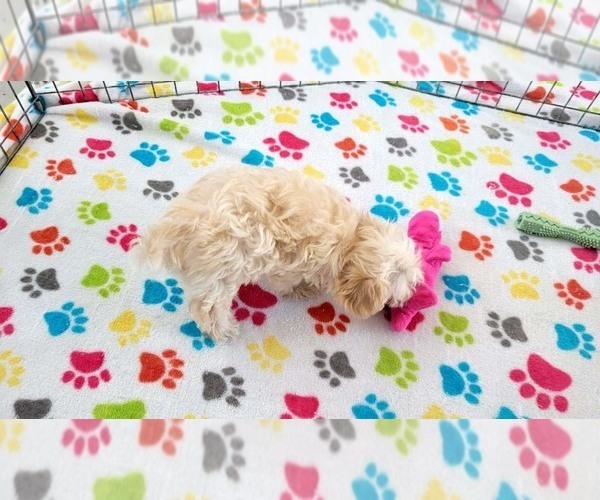 Medium Photo #6 Maltese-Poodle (Toy) Mix Puppy For Sale in ORO VALLEY, AZ, USA