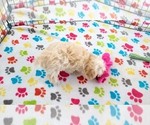 Small #5 Maltese-Poodle (Toy) Mix