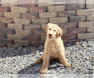 Medium Poodle (Standard)