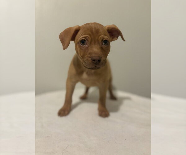 Medium Photo #2 Chihuahua-Unknown Mix Puppy For Sale in Studio City, CA, USA