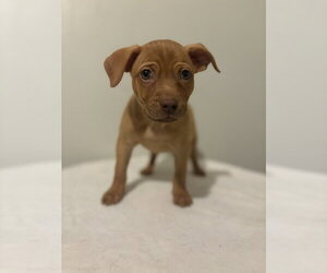Derrick #5787 - Male Chihuahua-Unknown Mix Dog for Adoption - Photo #2