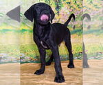 Small #1 Labrador Retriever Mix