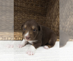 Puppy Rocket Australian Shepherd