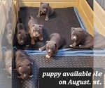 Small Photo #3 American Bully Puppy For Sale in ROCKVILLE, MD, USA