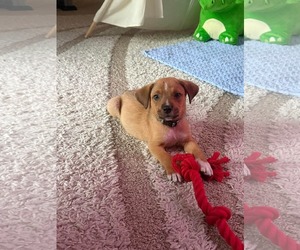 Puggle Dogs for adoption in pomfret, CT, USA