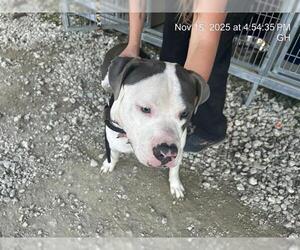 American Pit Bull Terrier Dogs for adoption in Ocala, FL, USA
