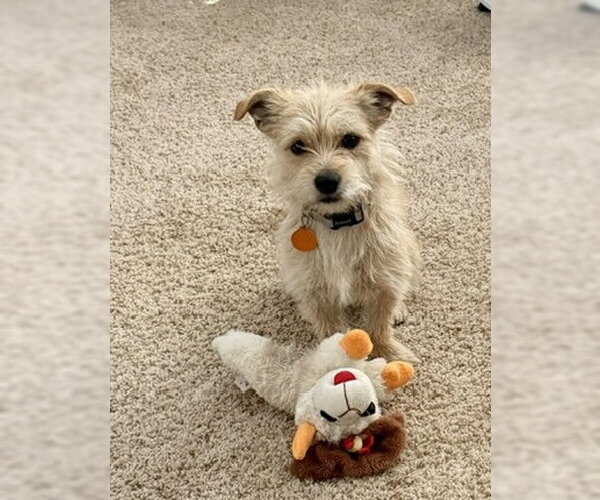 Medium Photo #3 Mutt Puppy For Sale in Bellevue, WA, USA