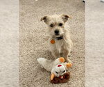 Small #2 Mutt
