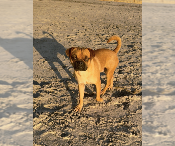 Medium Photo #2 Box-a-Pug Puppy For Sale in Temecula, CA, USA