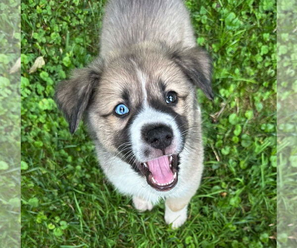 Medium Photo #1 Huskies -Jack Russell Terrier Mix Puppy For Sale in MECHANICSBURG, PA, USA
