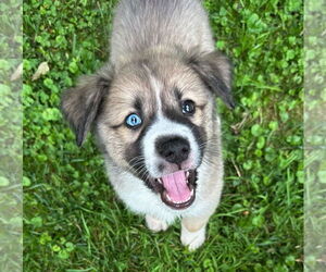 Huskies -Jack Russell Terrier Mix Dogs for adoption in MECHANICSBURG, PA, USA