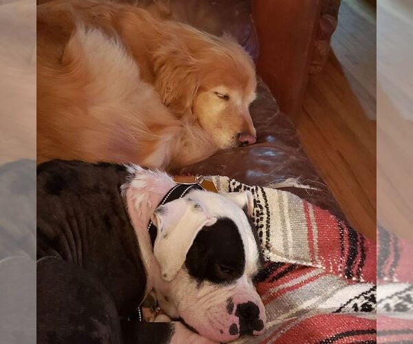 Medium Photo #3 Boxer Puppy For Sale in Burnsville, MN, USA