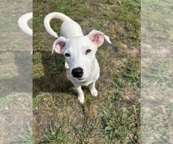 Medium Photo #1 Labrador Retriever-Unknown Mix Puppy For Sale in Oakhurst, NJ, USA
