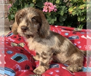 Labradoodle Puppy for sale in GREENWOOD, IN, USA