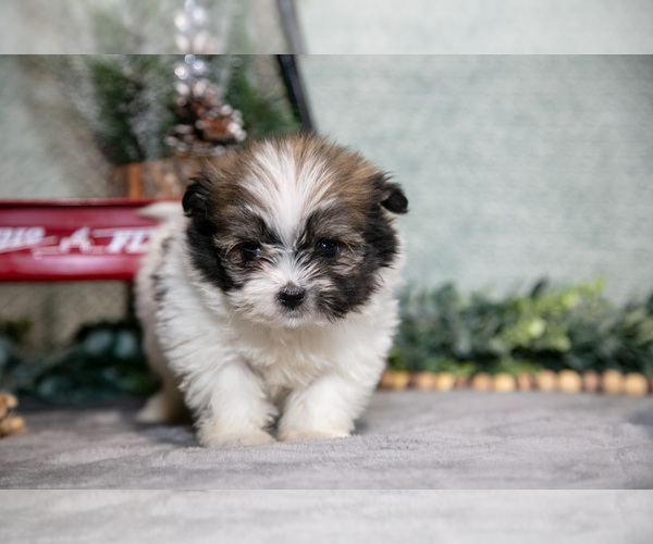 Medium Photo #1 Shiranian Puppy For Sale in SHILOH, OH, USA