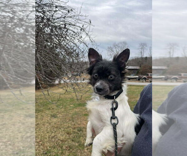 Medium Photo #4 Mutt Puppy For Sale in Candler, NC, USA