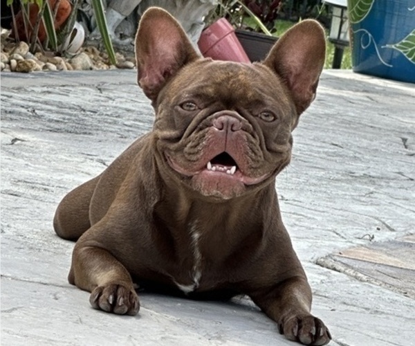 Medium Photo #1 French Bulldog Puppy For Sale in FORT LAUDERDALE, FL, USA