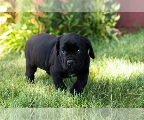 Medium Photo #31 Cane Corso Puppy For Sale in WAKARUSA, IN, USA