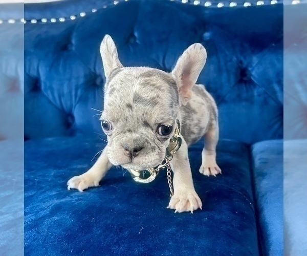 Medium Photo #7 French Bulldog Puppy For Sale in ENCINO, CA, USA