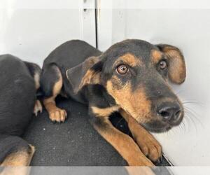 German Shepherd Dog-Unknown Mix Dogs for adoption in Visalia, CA, USA