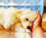 Small Photo #5 Maltipoo Puppy For Sale in AMITY, AR, USA