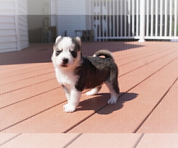 Medium Photo #4 Pomsky Puppy For Sale in DRACUT, MA, USA